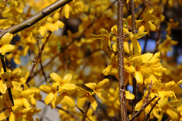Yellow Flowers