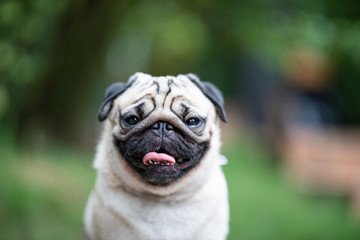 Happy dog pug breed smile with funny face in garden