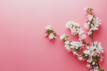 Sakura, spring flowers on a pink background with space for greeting. Low contrast