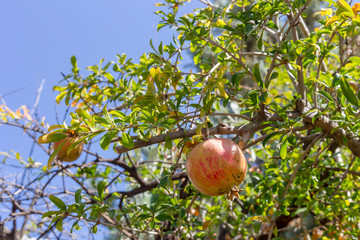 Ripening pomegranate hanging on a branch