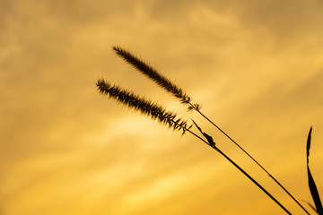 Dwarf Foxtail Grass or Pennisetum flowers in summer sunset