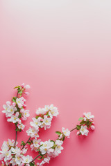 Sakura, spring flowers on a pink background with space for greeting. Low contrast