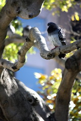 Pigeon in Tree in San Francisco, California 