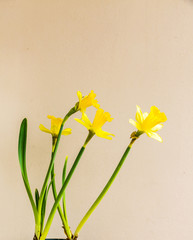 Yellow narcissus flowers, daffadowndilly,