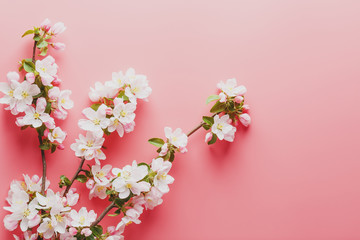 Fototapeta na wymiar Sakura, spring flowers on a pink background with space for greeting. Low contrast
