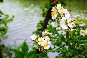 White Flower with Lake