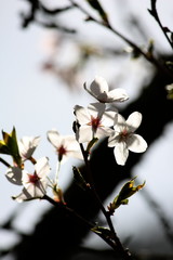 Japanese Tea Garden in Golden Gate Park in San Francisco, California 
