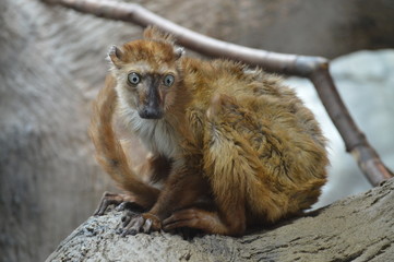 Blue eyed lemur on a branch