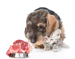 Cute baby kitten and dachshund puppy looking at piece of raw meat. isolated on white background
