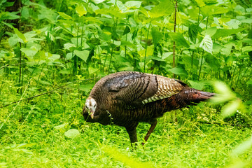 Wild Turkey
