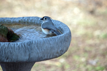 A slate gray tufted titmouse lounges in the heated birdbath on a cool day in Missouri. Bokeh effect.
