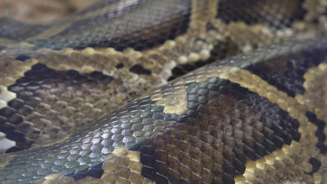 Big boa snake on ground forest in nature