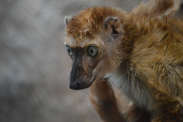 Blue eyed lemur on a branch