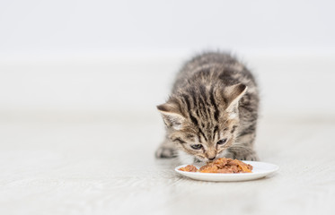 Kitten eating food from a plate at home. Empty space for text