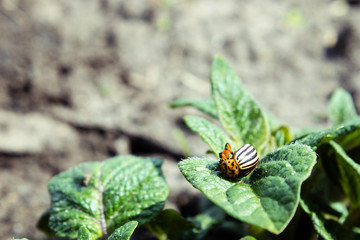 Naklejka premium Close-up of the Colorado potato beetle on young leaves of potato