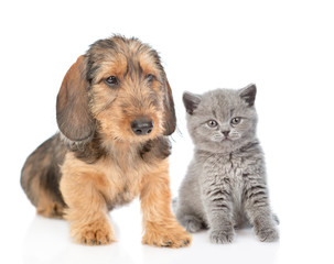 Dachshund puppy and tiny kitten sitting together. isolated on white background