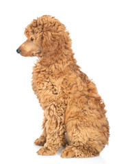 Portrait of a royal poodle in profile. isolated on white background