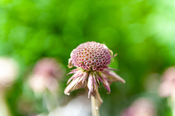 Plants in the botanical garden of Antwerp, Belgium