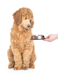 Royal poodle looking at an empty bowl. isolated on white background