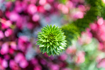 Plants in the botanical garden of Antwerp, Belgium