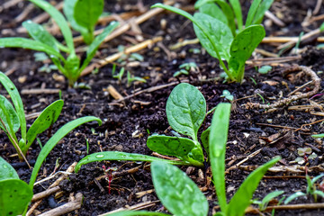 Baby Spinach in the Garden