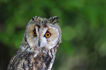 Owl portrait on green blurred background. Cute long-eared owl in a summer forest, nocturnal bird