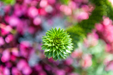 Plants in the botanical garden of Antwerp, Belgium