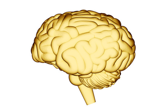 Yellow brain outline on white background. 3d illustration