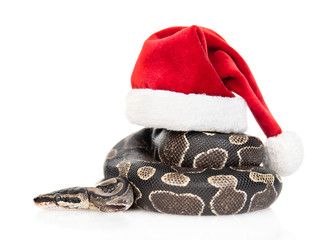 Python with red christmas hat. isolated on white background