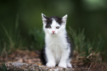 Naklejka na ściany i meble black and white kitten posing outdoors in summer