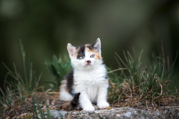 adorable tricolor kitten posing outdoors in summer