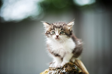 adorable fluffy tabby kitten posing outdoors