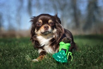 chihuahua dog posing with waste bags outdoors in summer