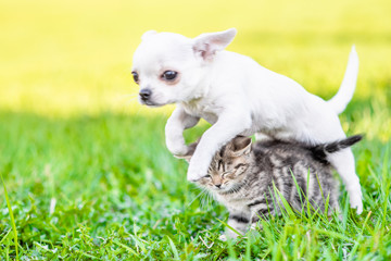 Playful puppy chihuahua jumps over the kitten on the green grass