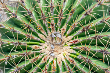 Fototapeta premium Plants in the botanical garden of Antwerp, Belgium