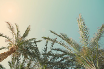 Palm trees on the background of  clean turquoise sky