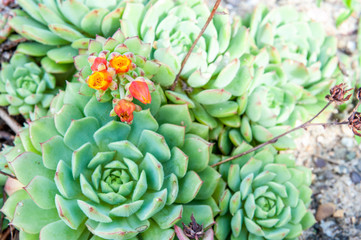 Plants in the botanical garden of Antwerp, Belgium