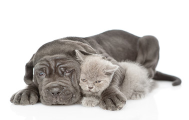 Sad black mastiff puppy embracing kitten. isolated on white background
