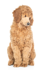 Royal poodle looking away. isolated on white background