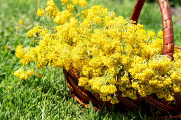 A bouquet of small yellow flowers in a wooden basket on the grass.