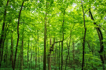 Green Forest