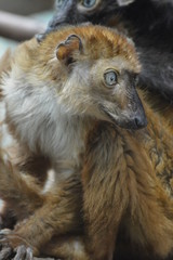 Fototapeta na wymiar Blue eyed lemur on a branch