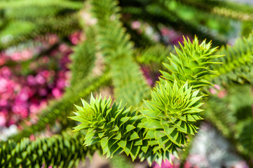 Plants in the botanical garden of Antwerp, Belgium