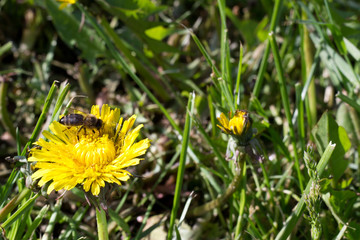 yellow dandelion flowers with a bee sitting on them in a green meadow