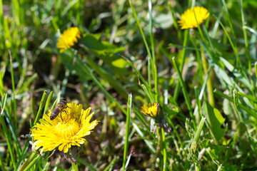 yellow dandelion flowers with a bee sitting on them in a green meadow