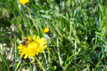 yellow dandelion flowers with a bee sitting on them in a green meadow