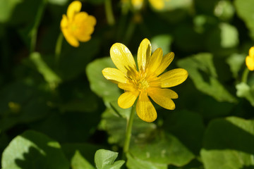 Obraz premium Bright yellow buttercup flower on a green background of grass on a sunny day. Poisonous and allergenic flower. Botany. Flora. Paints. Macro