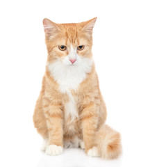 Obraz premium Adult red tabby cat looking at camera. isolated on white background