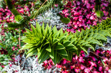 Plants in the botanical garden of Antwerp, Belgium