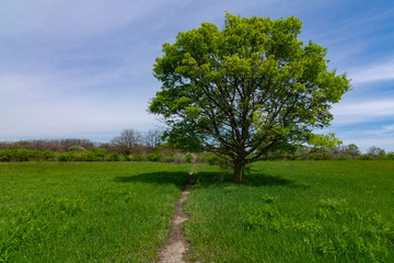 Fototapeta na wymiar Single tree and path